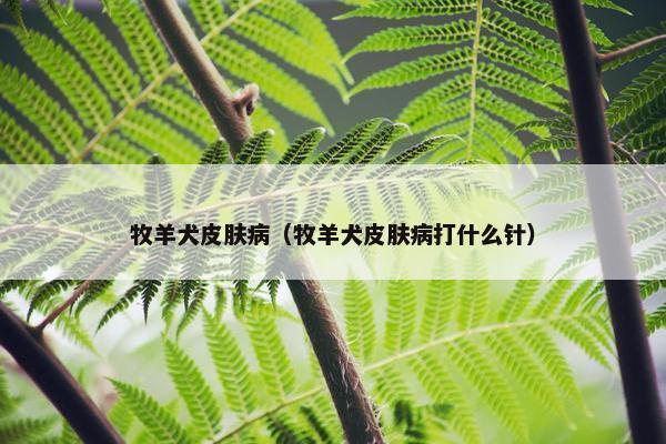 牧羊犬皮肤病（牧羊犬皮肤病打什么针）