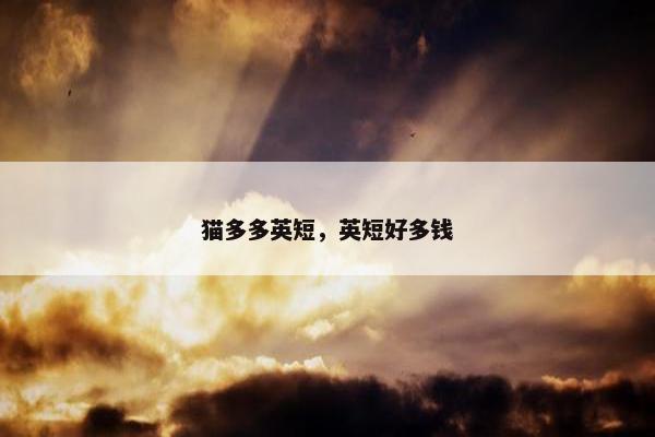 猫多多英短，英短好多钱