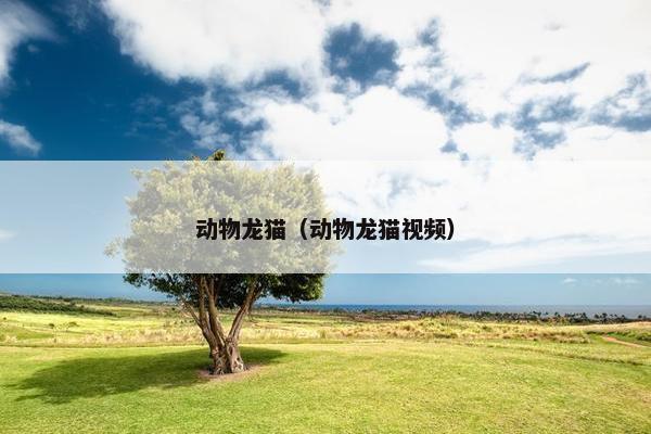 动物龙猫（动物龙猫视频）