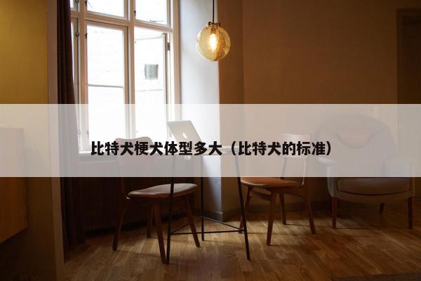 比特犬梗犬体型多大（比特犬的标准）