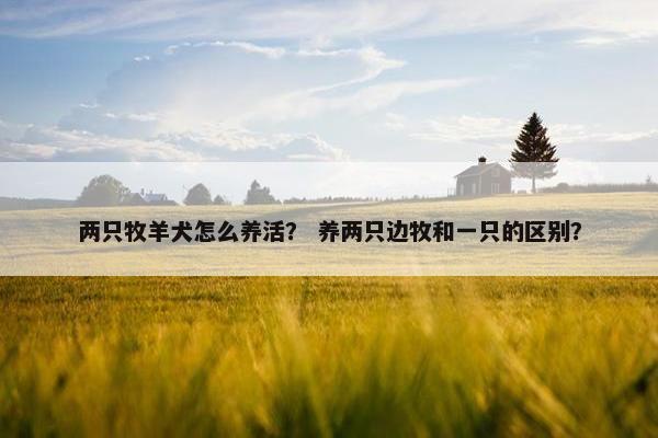 两只牧羊犬怎么养活？ 养两只边牧和一只的区别？