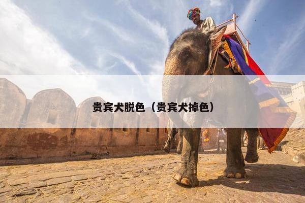贵宾犬脱色（贵宾犬掉色）