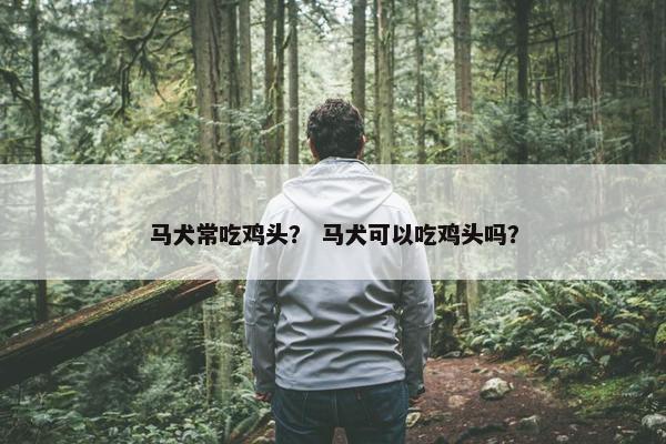马犬常吃鸡头？ 马犬可以吃鸡头吗？