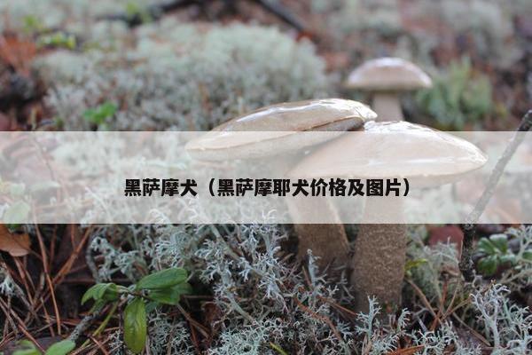 黑萨摩犬（黑萨摩耶犬价格及图片）