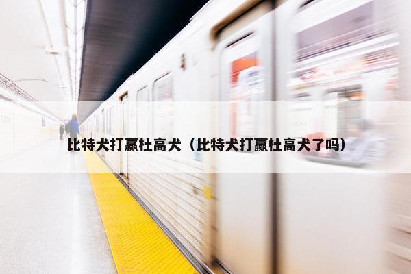 比特犬打赢杜高犬（比特犬打赢杜高犬了吗）