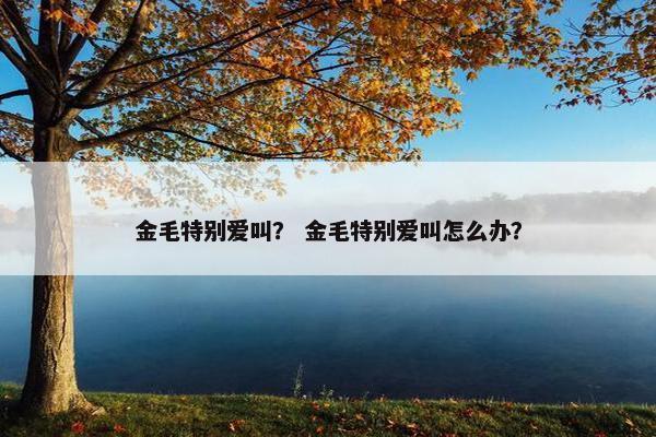 金毛特别爱叫？ 金毛特别爱叫怎么办？