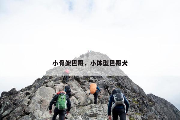 小骨架巴哥，小体型巴哥犬
