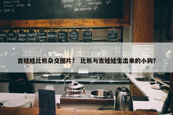 吉娃娃比熊杂交图片？ 比熊与吉娃娃生出来的小狗？