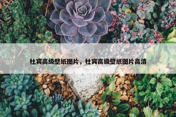 杜宾高级壁纸图片，杜宾高级壁纸图片高清