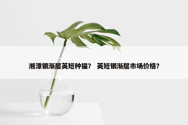 湘潭银渐层英短种猫？ 英短银渐层市场价格？