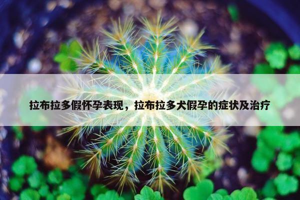 拉布拉多假怀孕表现，拉布拉多犬假孕的症状及治疗