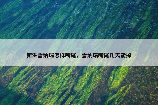新生雪纳瑞怎样断尾，雪纳瑞断尾几天能掉
