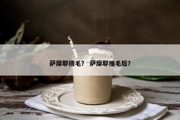萨摩耶拔毛？ 萨摩耶推毛后？