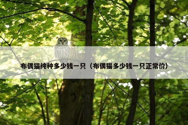 布偶猫纯种多少钱一只（布偶猫多少钱一只正常价）