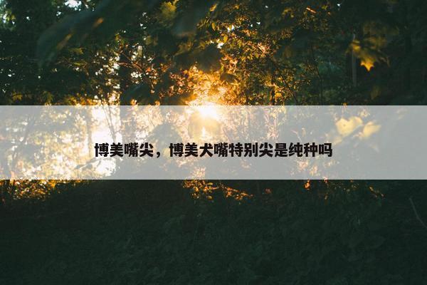 博美嘴尖，博美犬嘴特别尖是纯种吗