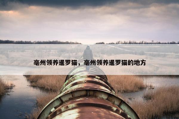 亳州领养暹罗猫，亳州领养暹罗猫的地方