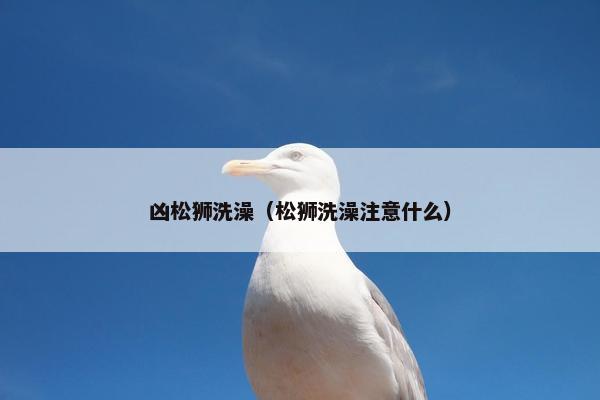 凶松狮洗澡（松狮洗澡注意什么）