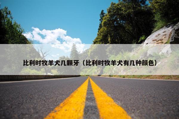 比利时牧羊犬几颗牙（比利时牧羊犬有几种颜色）