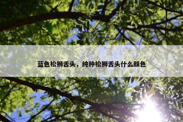 蓝色松狮舌头，纯种松狮舌头什么颜色