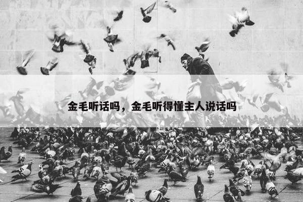 金毛听话吗，金毛听得懂主人说话吗