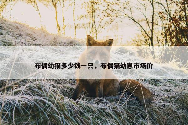 布偶幼猫多少钱一只，布偶猫幼崽市场价