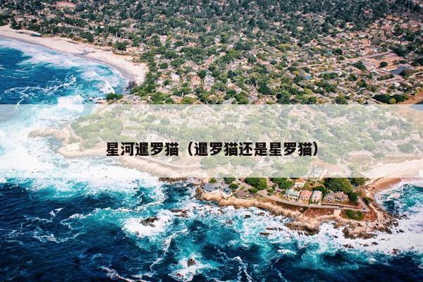 星河暹罗猫（暹罗猫还是星罗猫）