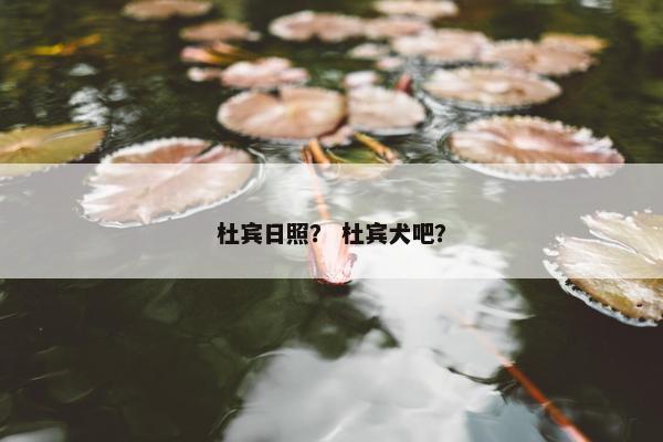 杜宾日照？ 杜宾犬吧？