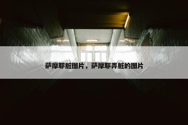 萨摩耶脏图片，萨摩耶弄脏的图片