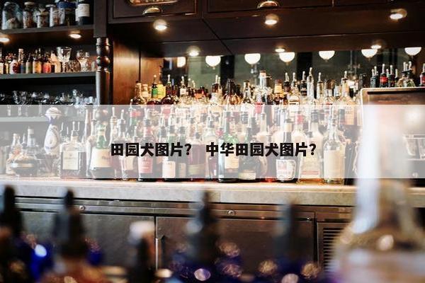 田园犬图片？ 中华田园犬图片？