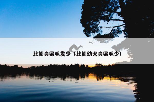 比熊鼻梁毛发少（比熊幼犬鼻梁毛少）