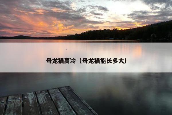 母龙猫高冷（母龙猫能长多大）