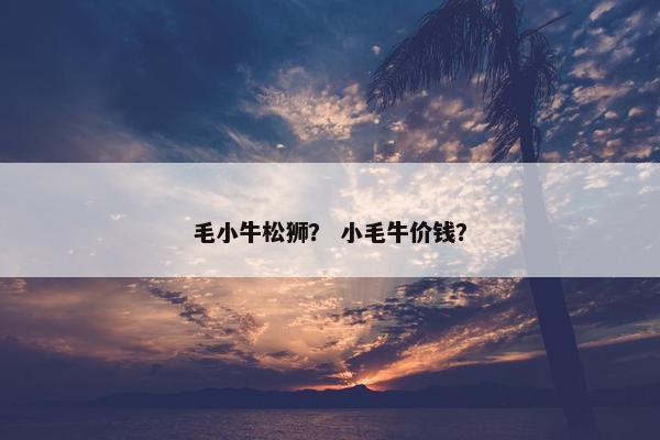 毛小牛松狮？ 小毛牛价钱？