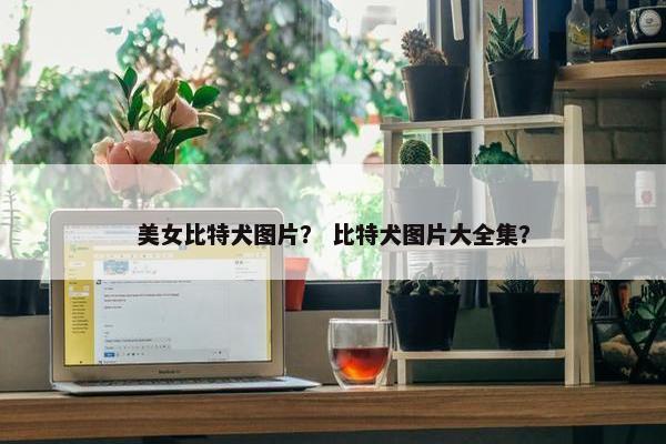 美女比特犬图片？ 比特犬图片大全集？