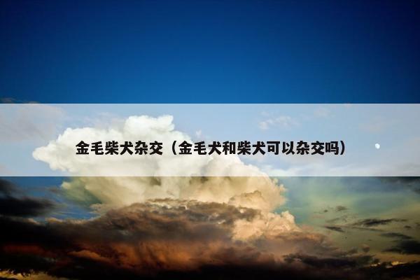 金毛柴犬杂交（金毛犬和柴犬可以杂交吗）