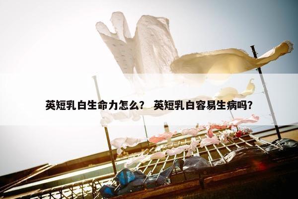 英短乳白生命力怎么？ 英短乳白容易生病吗？