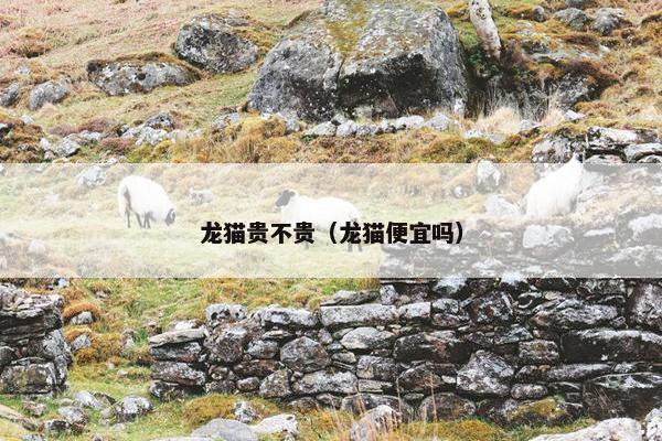 龙猫贵不贵（龙猫便宜吗）