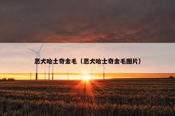 恶犬哈士奇金毛（恶犬哈士奇金毛图片）