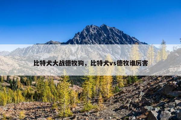 比特犬大战德牧狗，比特犬vs德牧谁厉害