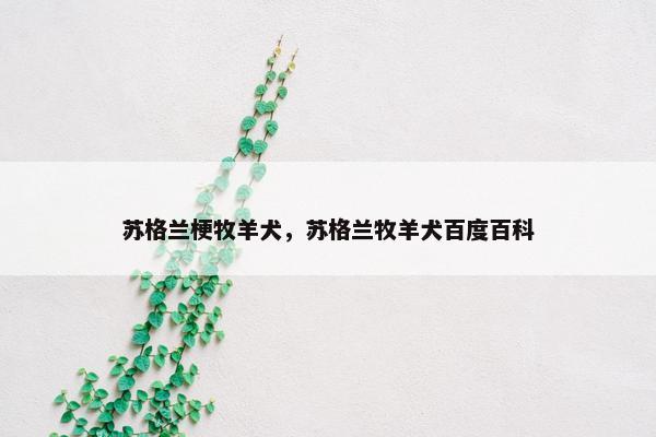 苏格兰梗牧羊犬，苏格兰牧羊犬百度百科