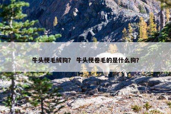 牛头梗毛绒狗？ 牛头梗卷毛的是什么狗？