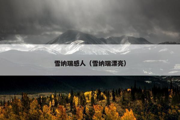 雪纳瑞感人（雪纳瑞漂亮）