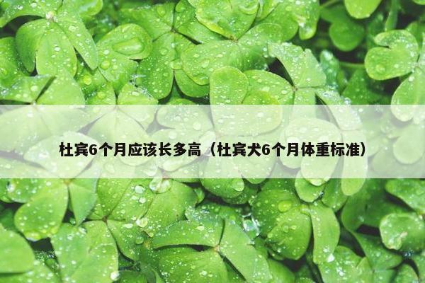 杜宾6个月应该长多高（杜宾犬6个月体重标准）