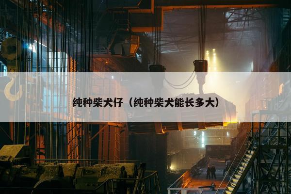 纯种柴犬仔（纯种柴犬能长多大）