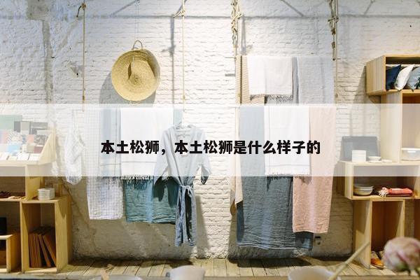 本土松狮，本土松狮是什么样子的