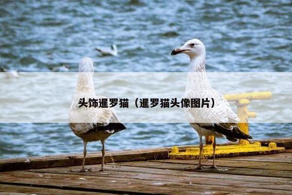 头饰暹罗猫（暹罗猫头像图片）