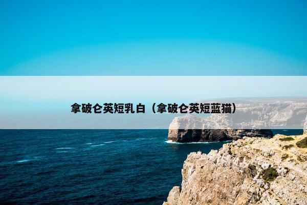 拿破仑英短乳白（拿破仑英短蓝猫）