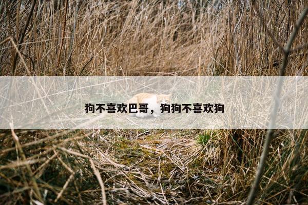狗不喜欢巴哥，狗狗不喜欢狗