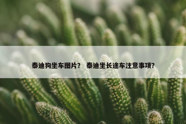 泰迪狗坐车图片？ 泰迪坐长途车注意事项？