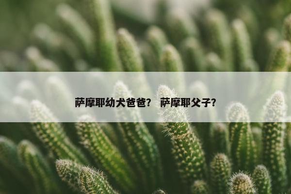 萨摩耶幼犬爸爸？ 萨摩耶父子？