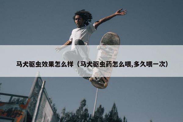 马犬驱虫效果怎么样（马犬驱虫药怎么喂,多久喂一次）